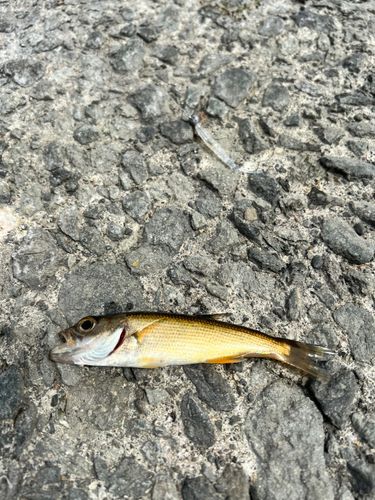 クロムツの釣果
