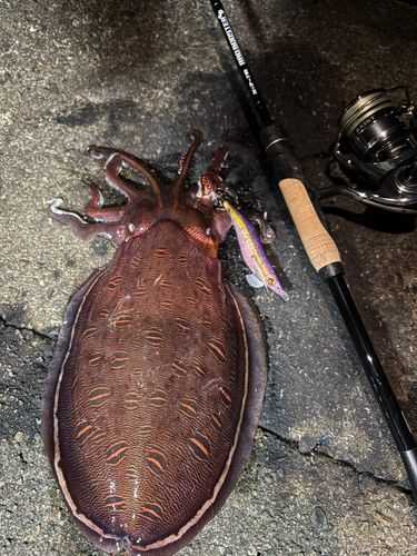 モンゴウイカの釣果