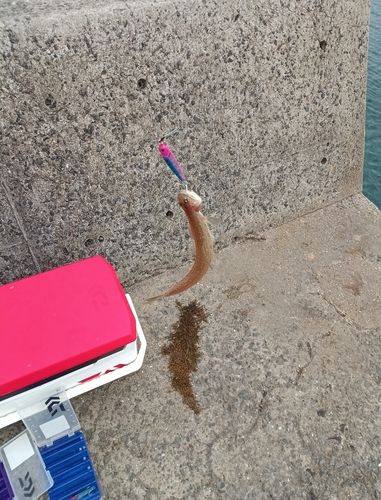 エソの釣果