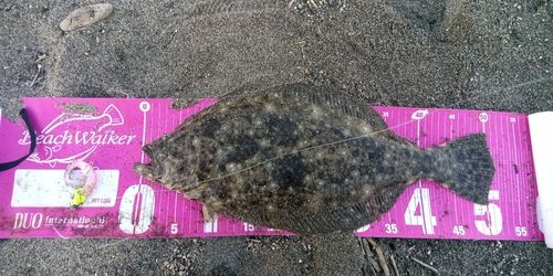 ヒラメの釣果