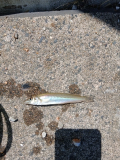 キスの釣果