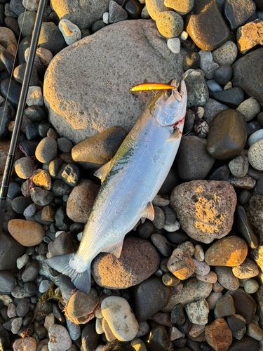 サクラマスの釣果