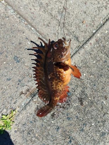 ハオコゼの釣果