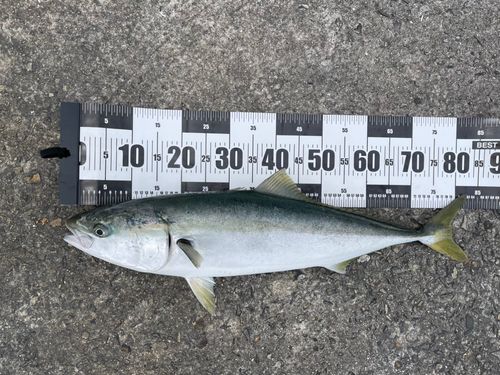 ブリの釣果