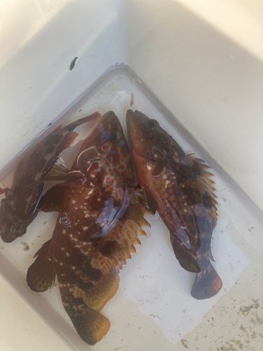 ハタの釣果