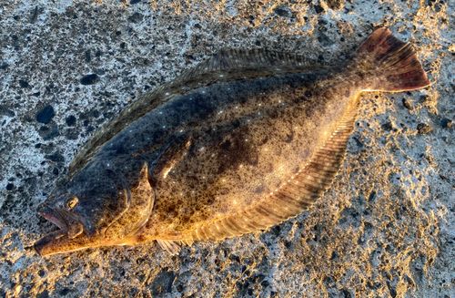 ヒラメの釣果