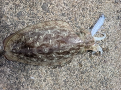 コウイカの釣果