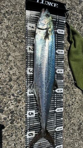 サワラの釣果