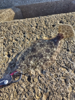 ソゲの釣果