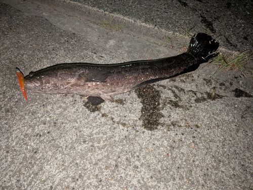 ライギョの釣果