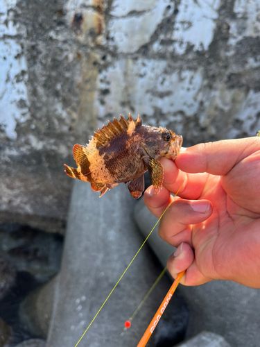 メバルの釣果