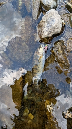 ヤマメの釣果