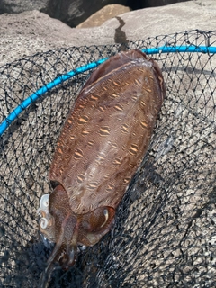 モンゴウイカの釣果