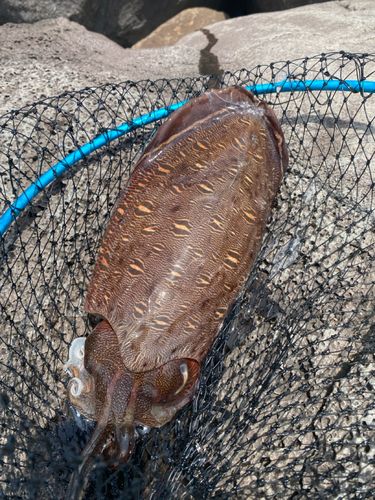 モンゴウイカの釣果