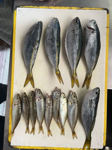 タカベの釣果