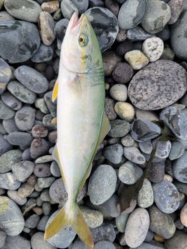 ワカシの釣果