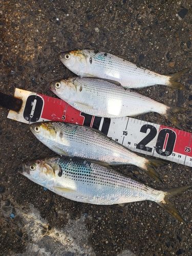 コノシロの釣果