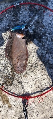モンゴウイカの釣果