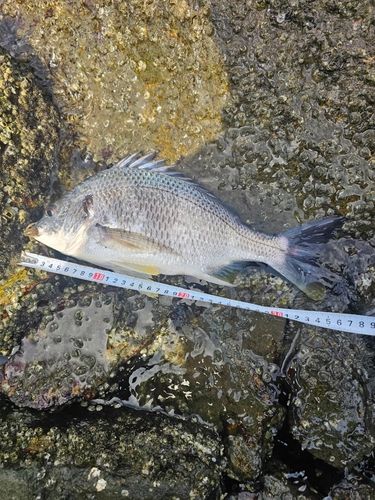 キビレの釣果