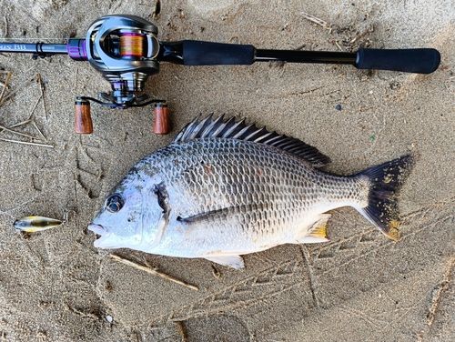 キビレの釣果