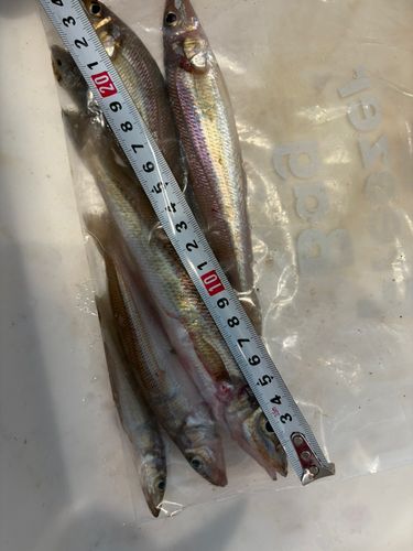 キスの釣果