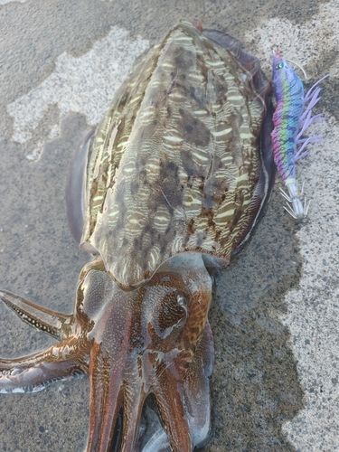 コウイカの釣果