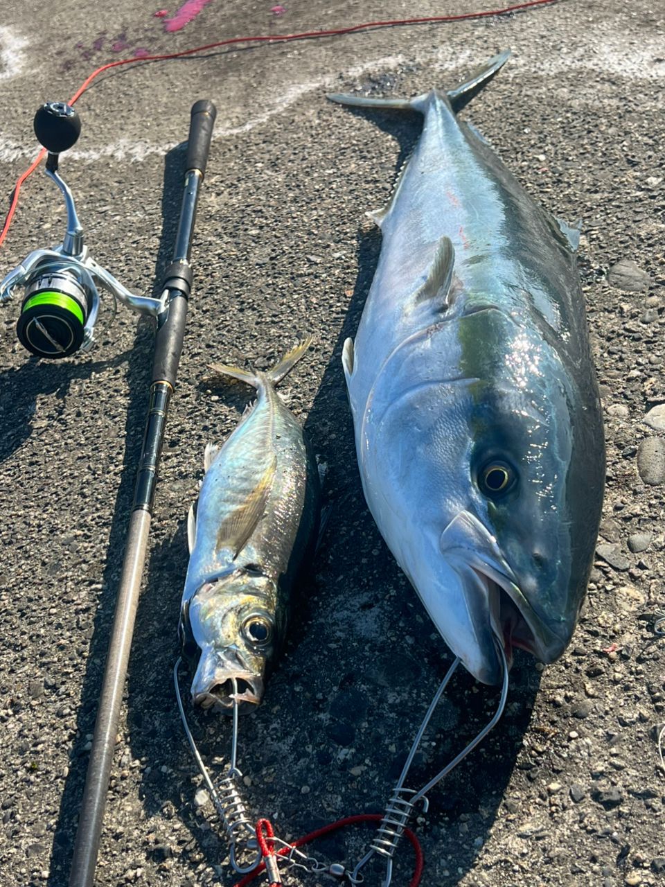 DAIWA 19ラテオ R 100MHの最安値・インプレ・釣果 | 本音の口コミが