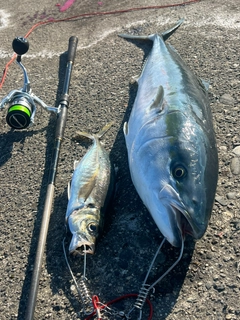 ブリの釣果