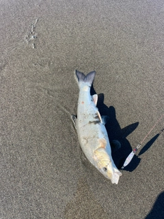 ウグイの釣果