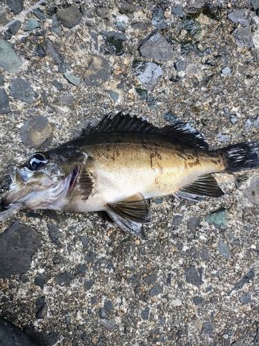釣果