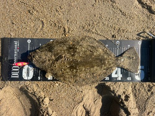 ヒラメの釣果