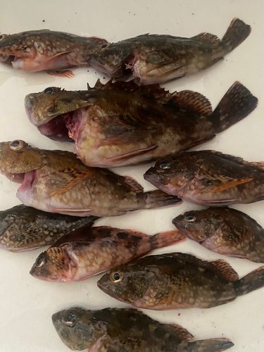 カサゴの釣果