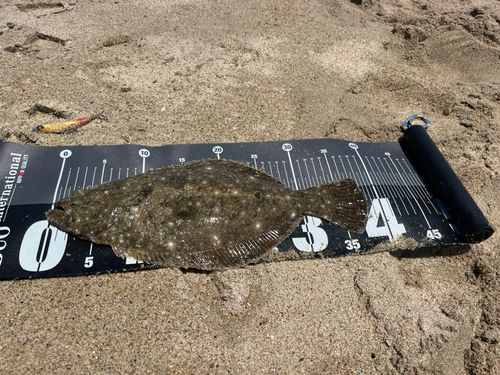 ソゲの釣果