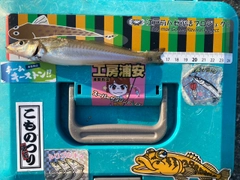 シロギスの釣果