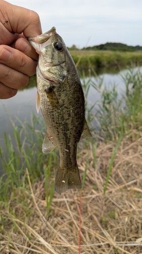 高津川で釣れたブラックバスの釣り・釣果情報 - アングラーズ | 釣果