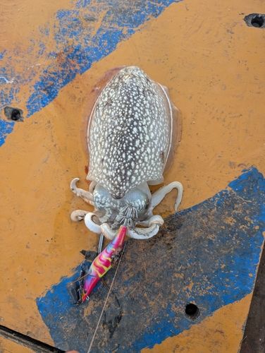 シリヤケイカの釣果