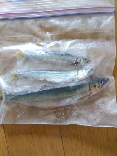 コアユの釣果