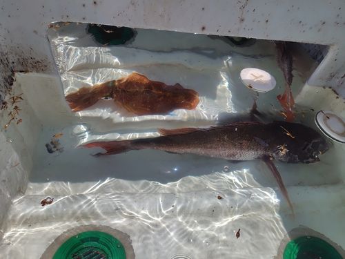 タイの釣果