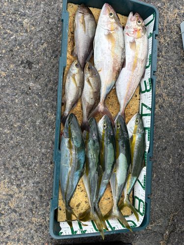 ネリゴの釣果