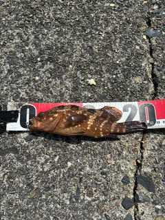 アコウの釣果