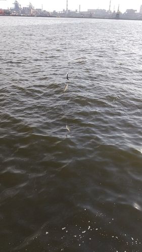サッパの釣果