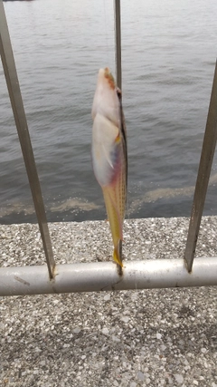 ベラの釣果