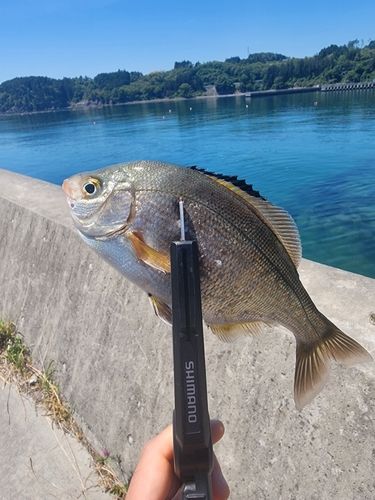 ウミタナゴの釣果