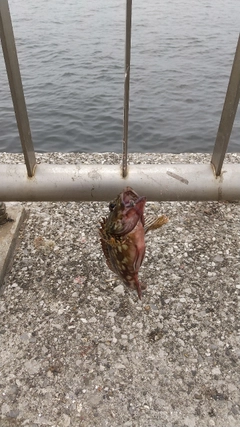 カサゴの釣果