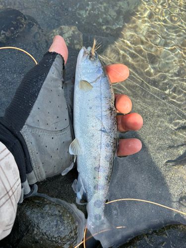 アマゴの釣果