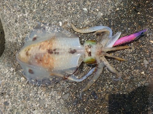 アオリイカの釣果