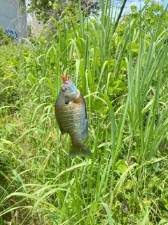 ブルーギルの釣果