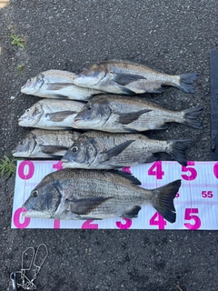 チヌの釣果