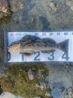 アブラコの釣果