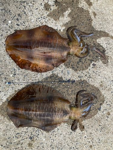 アオリイカの釣果